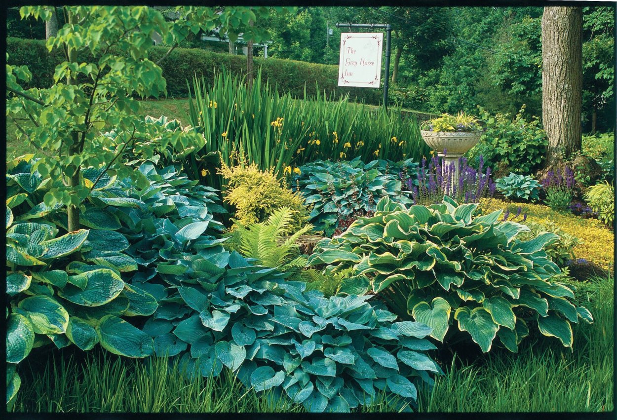 Волжанка и роджерсия