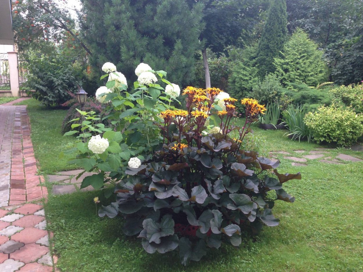 Хоста Моерхейм