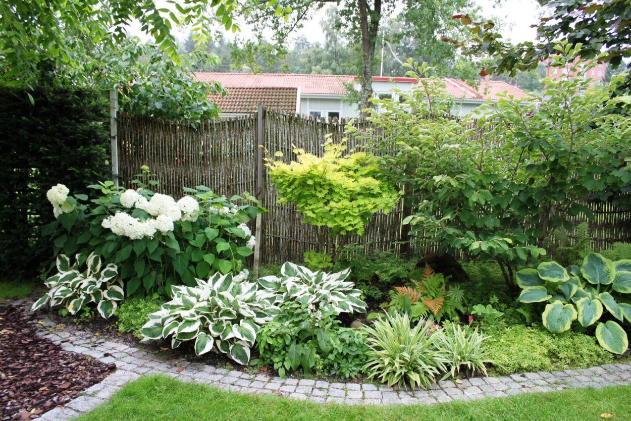 Гортензия астильба Хоста