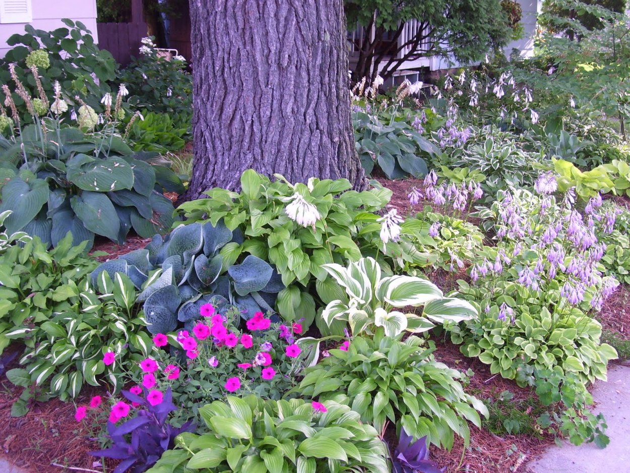 Гортензия и бузульник