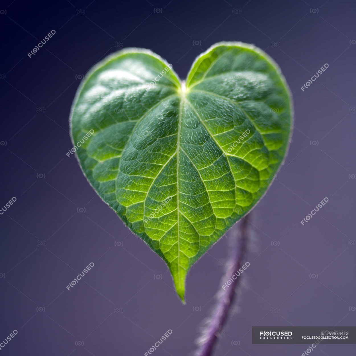 Лист в форме сердца