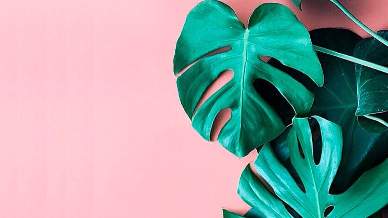 Монстера aureopinnata