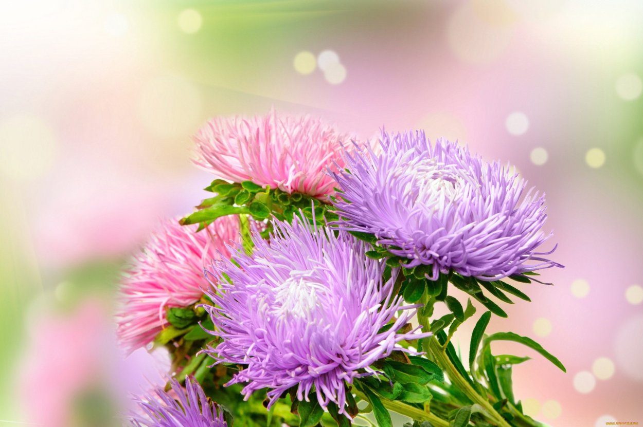 Цветок Астра.