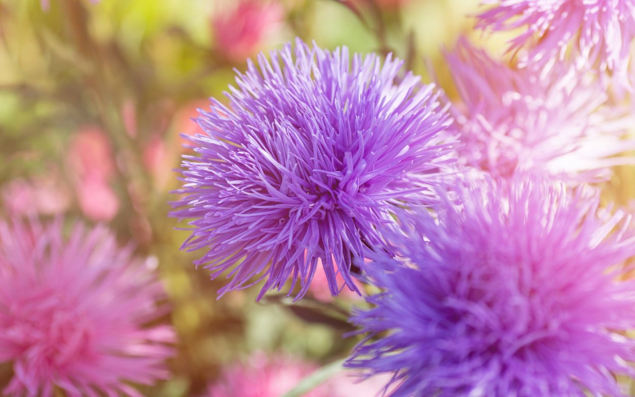 Цветок Астра.