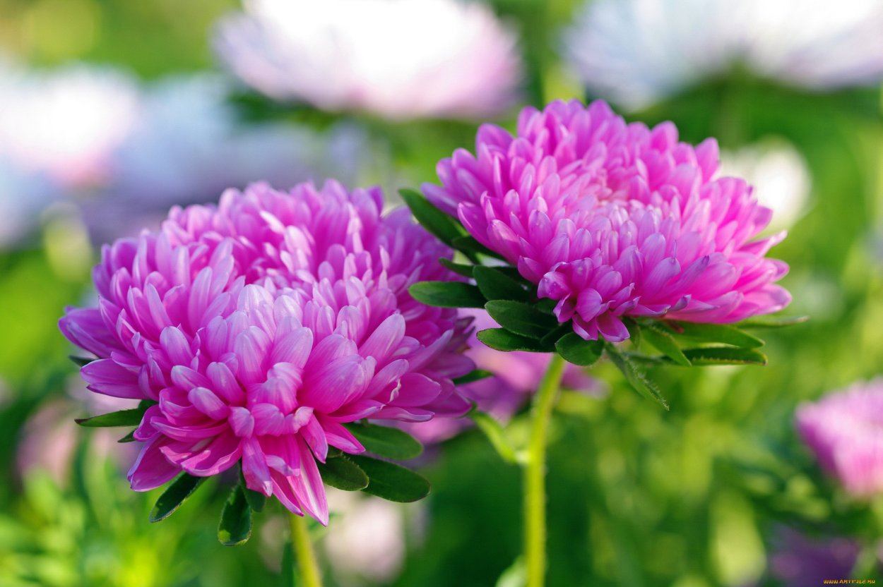 Осенние цветы астры