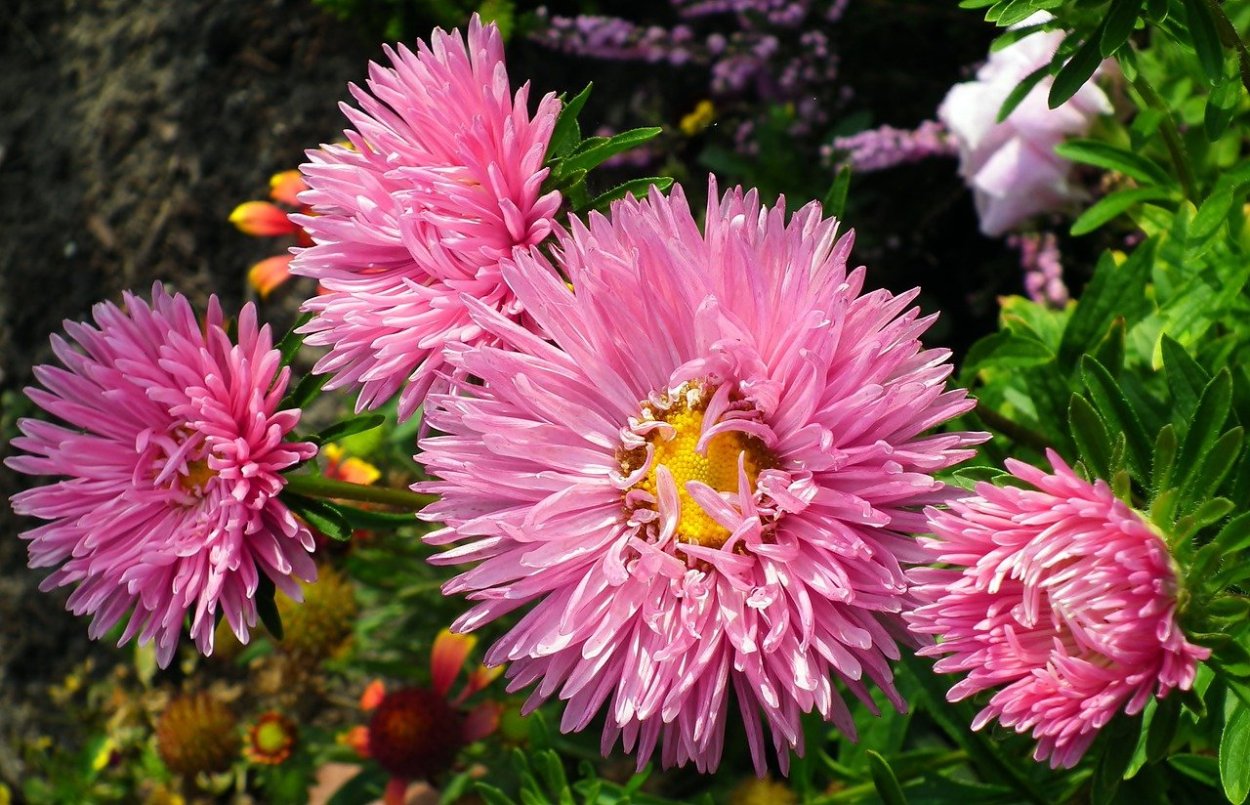 Астра коготковая розовая