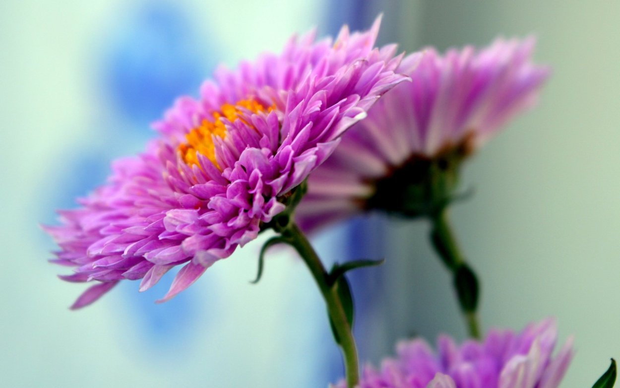 Цветок Астра.