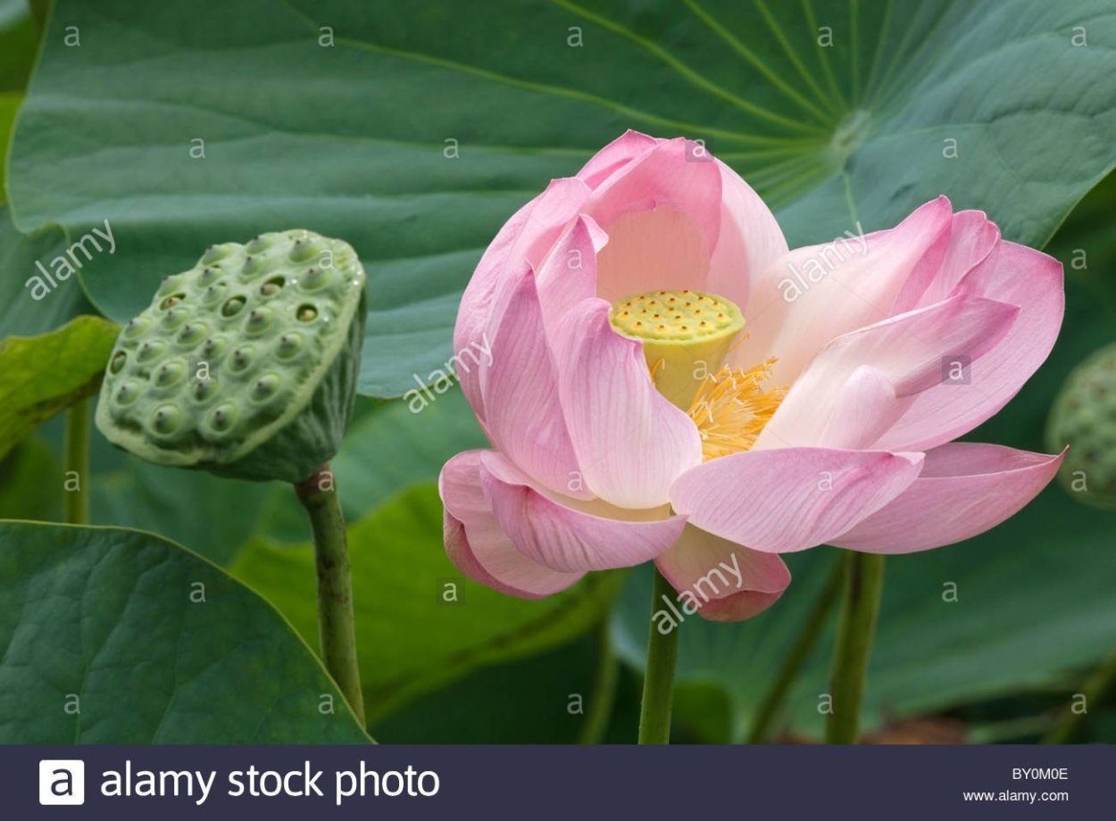 Лотос нелюмбо цветок корни