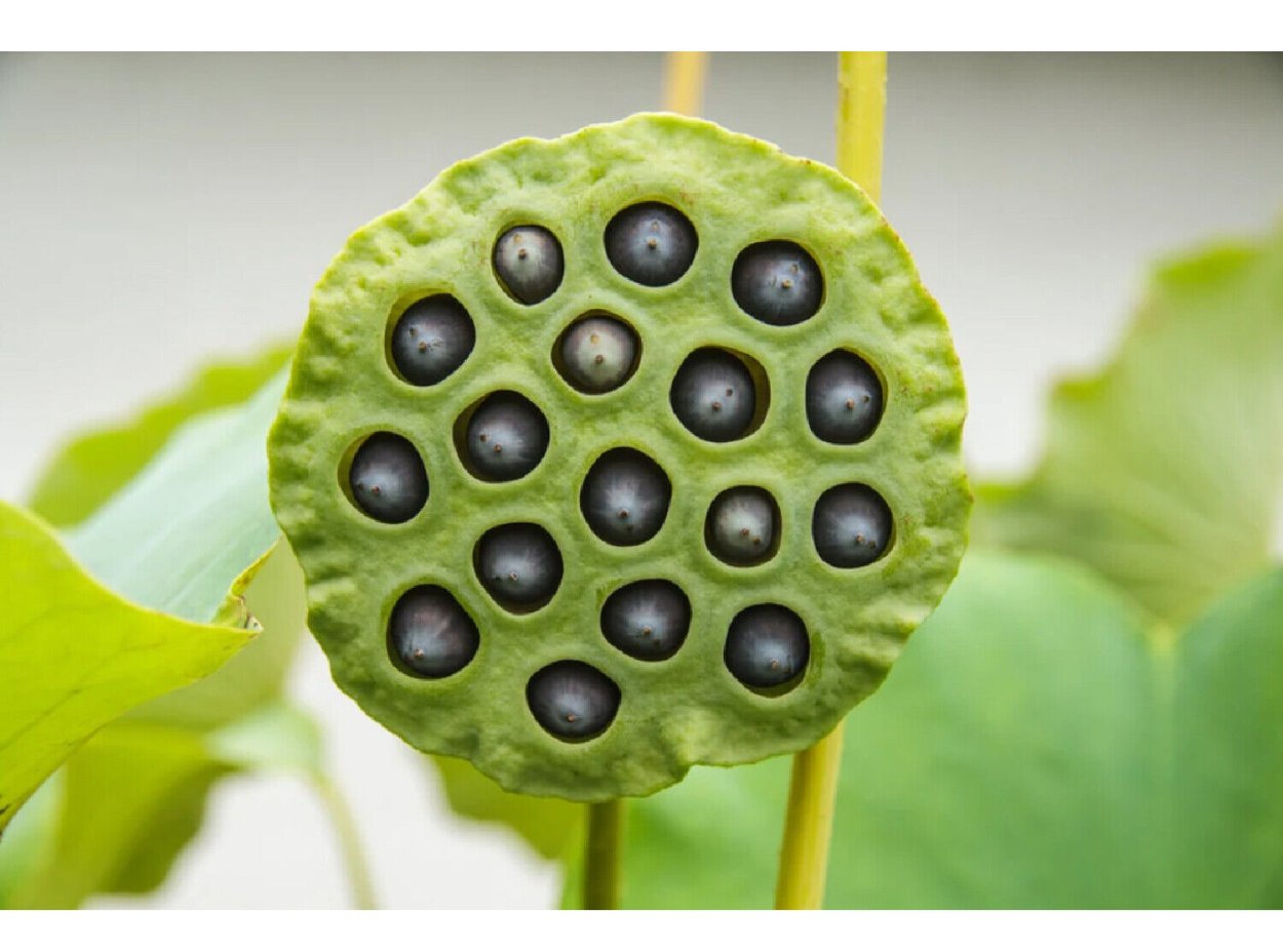 Семена индийского лотоса