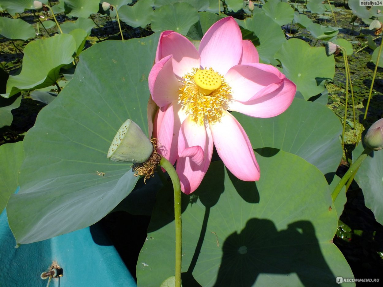 Лотос у Чаншо