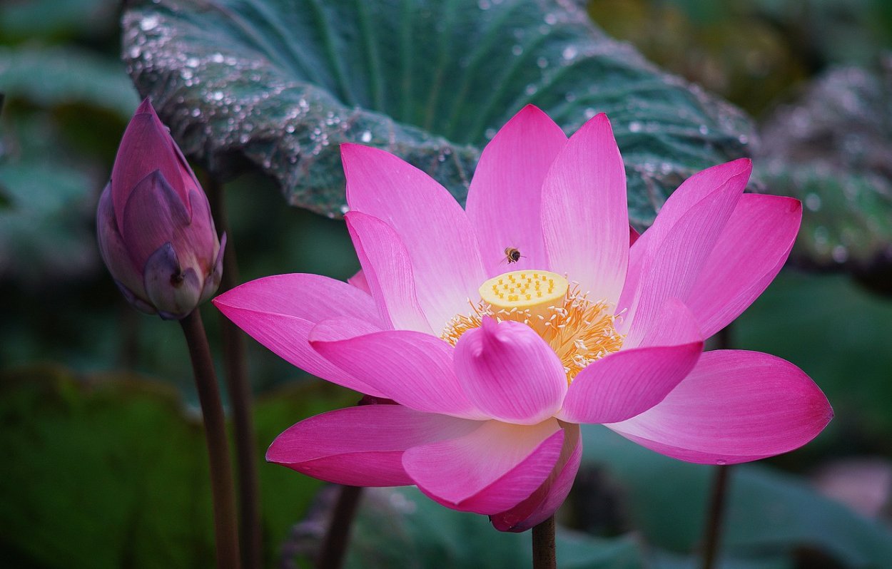 Лотос нелюмбо