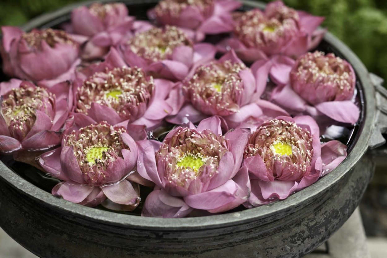 Лотос цветок