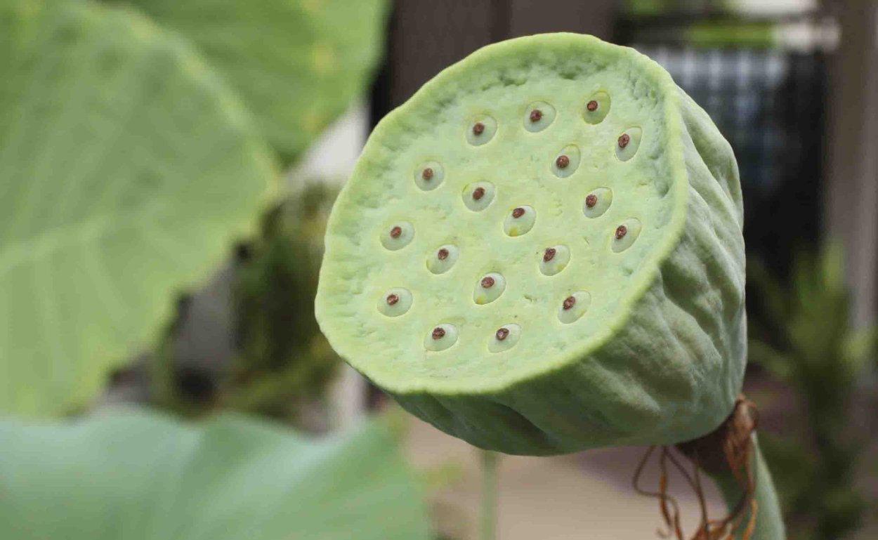 Лотос съедобный