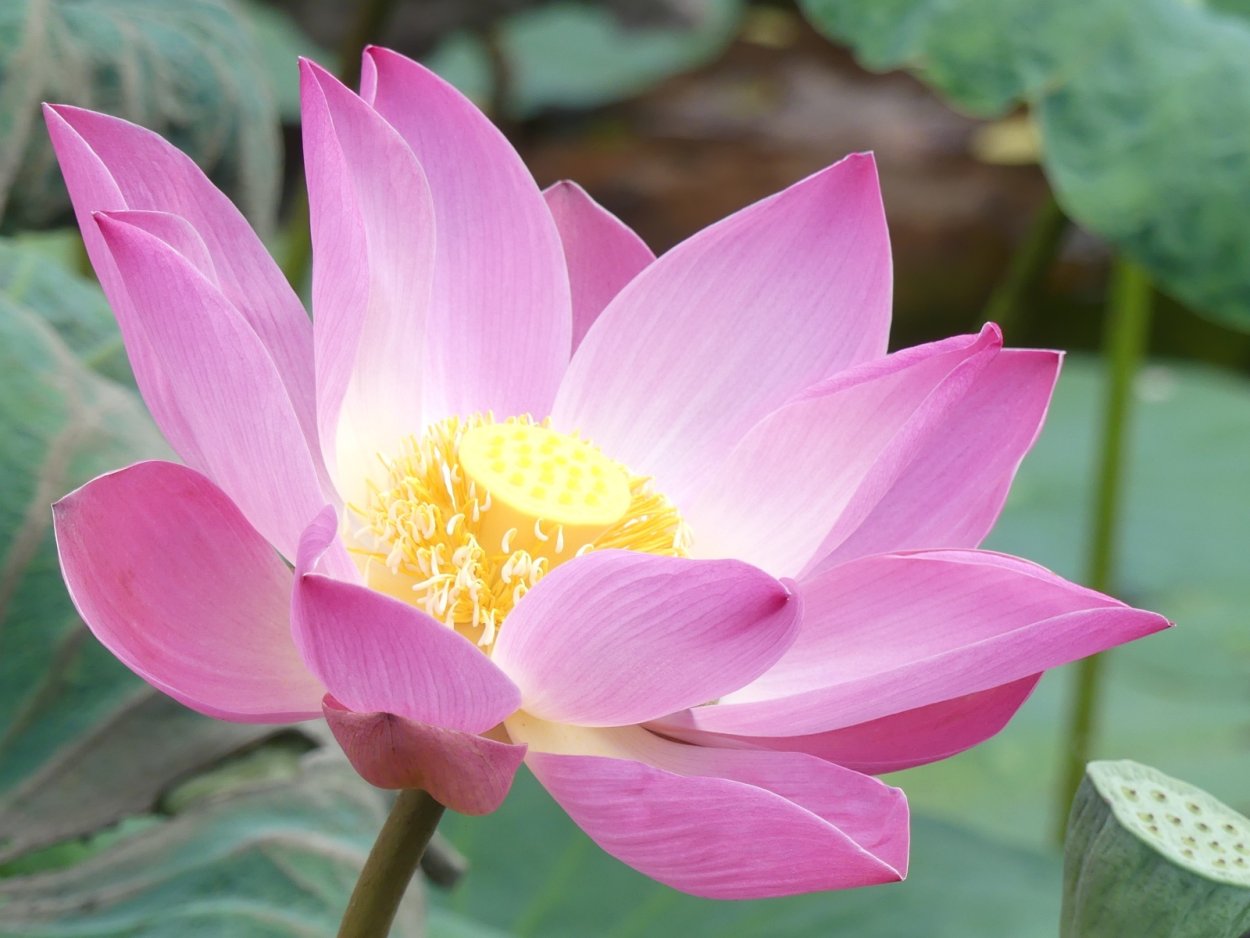 Луковица лотоса