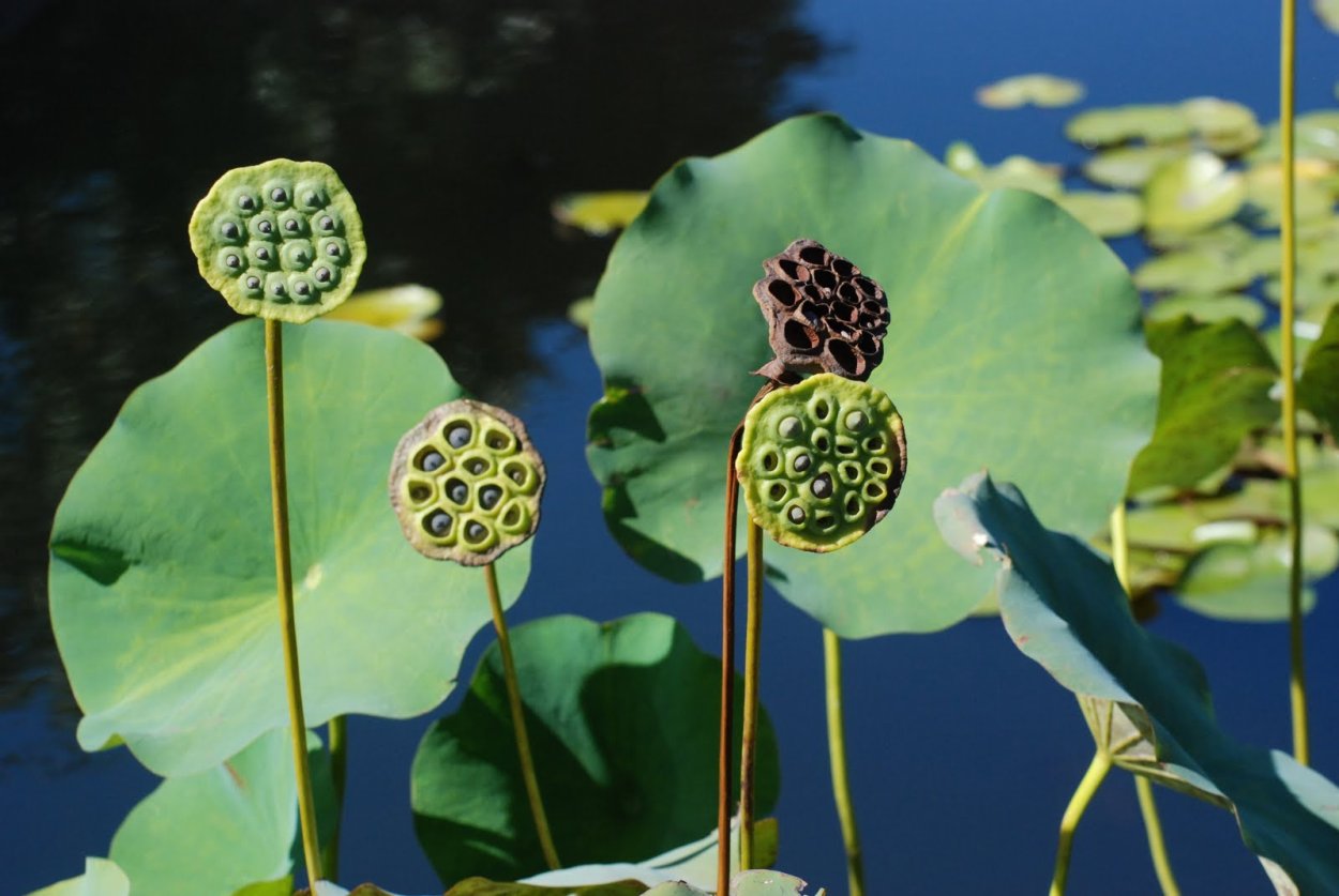 Цветок лотоса сухой