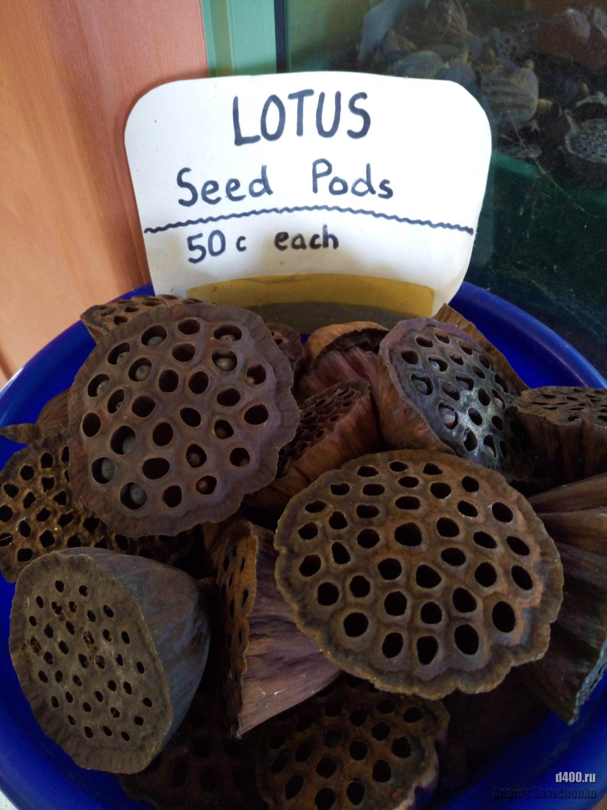 Очищенные лотосовые семена на ладони