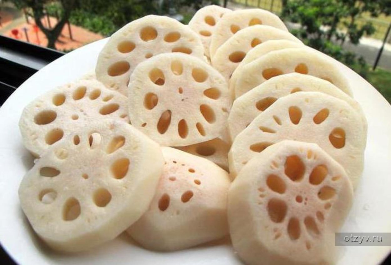 Лотос орехоносный закрытый бутон