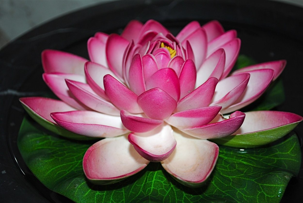 Корень лотоса блюда