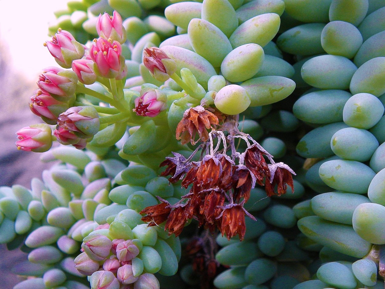 Щенячий хвост цветок