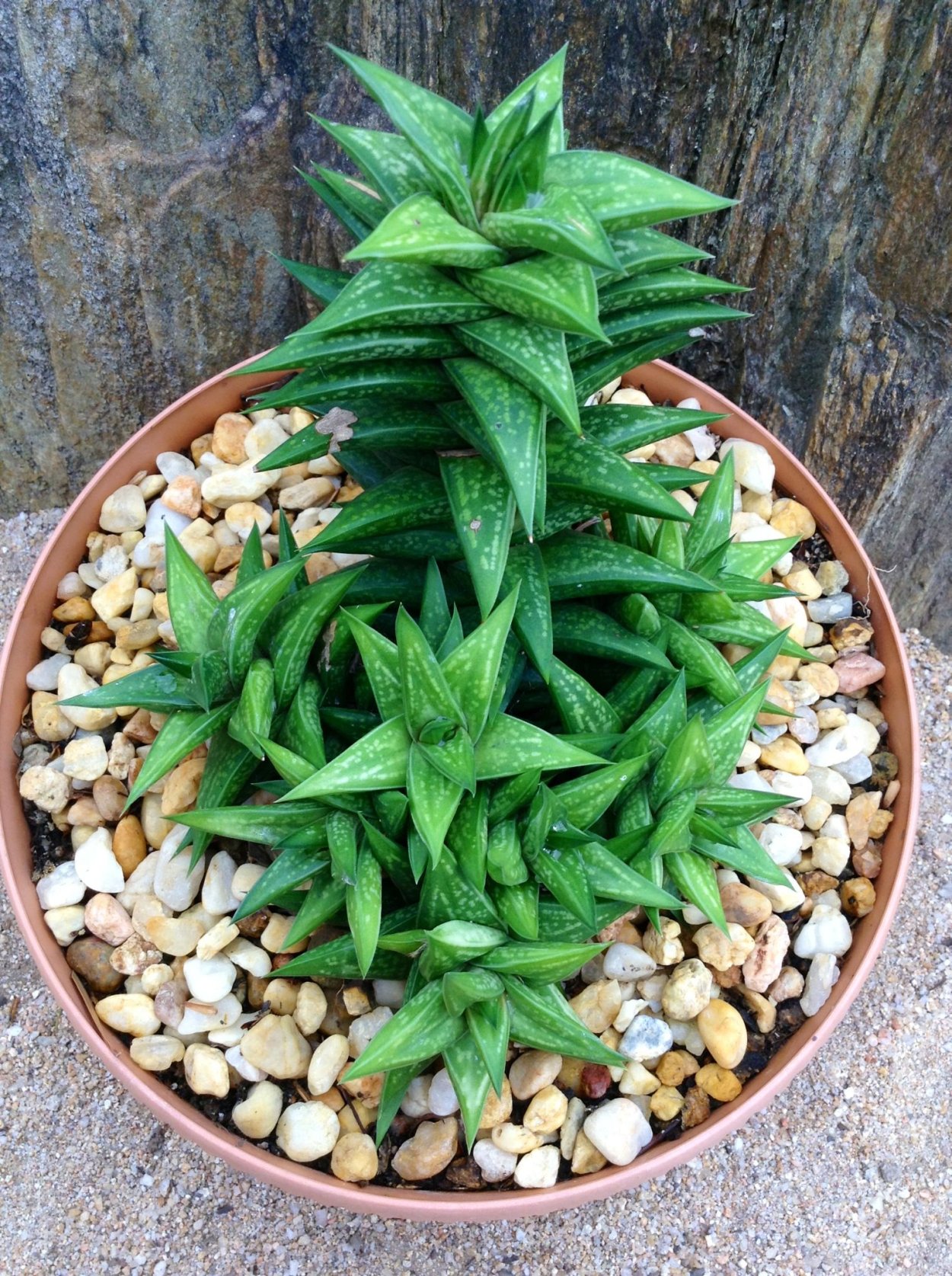 Суккулент Драконий хвост