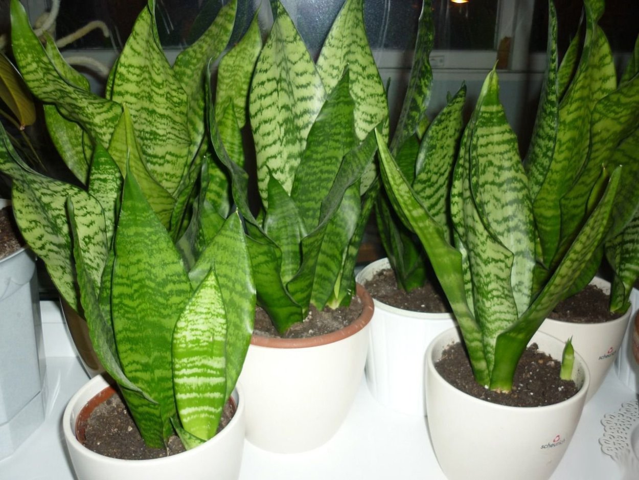 Щучий хвост растение