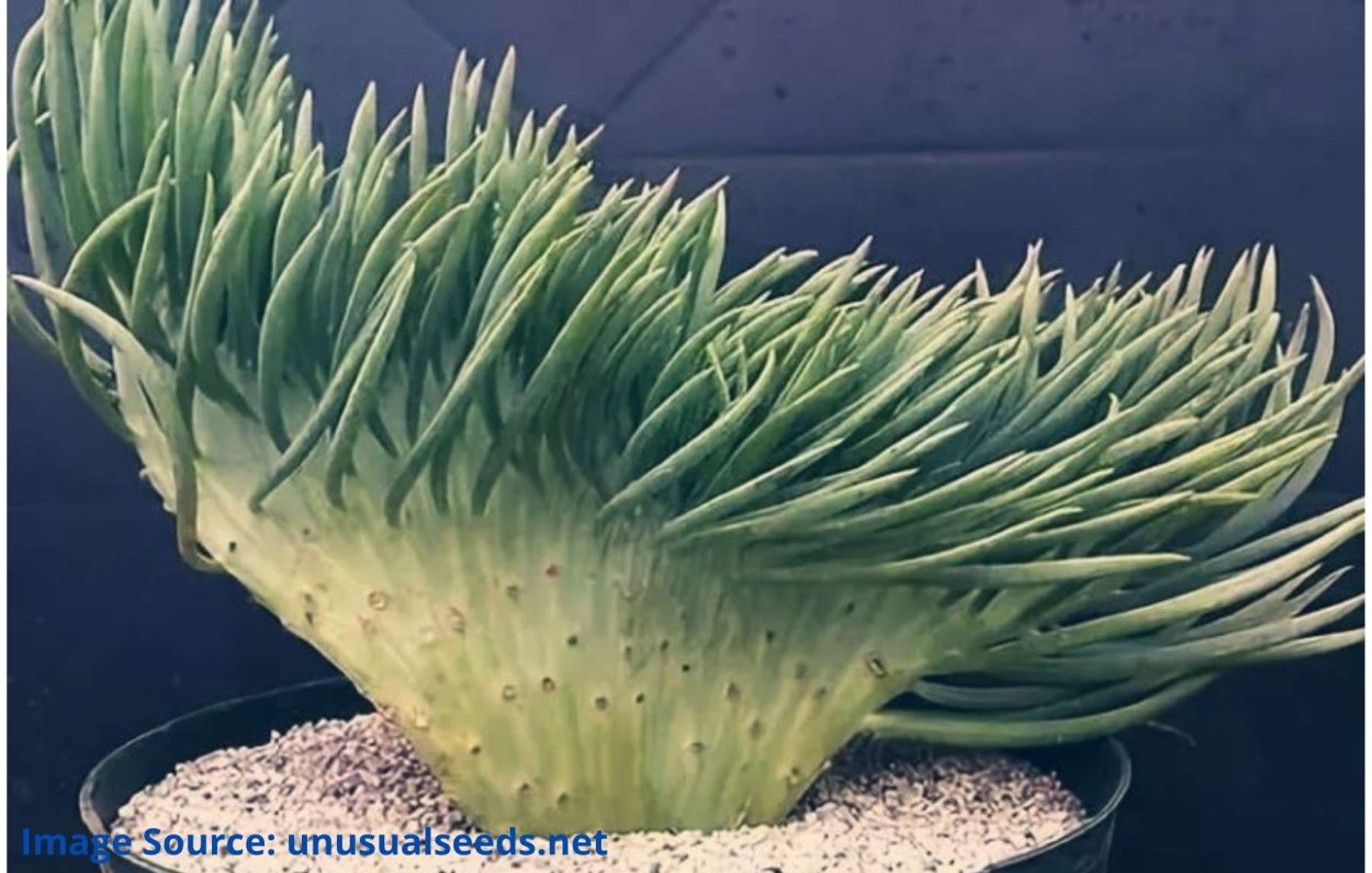 Суккулент сенецио Виталис