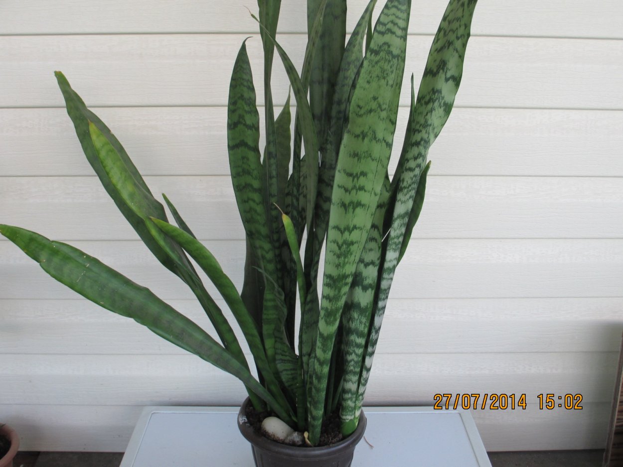 Сансевиерия щучий хвост карликовый