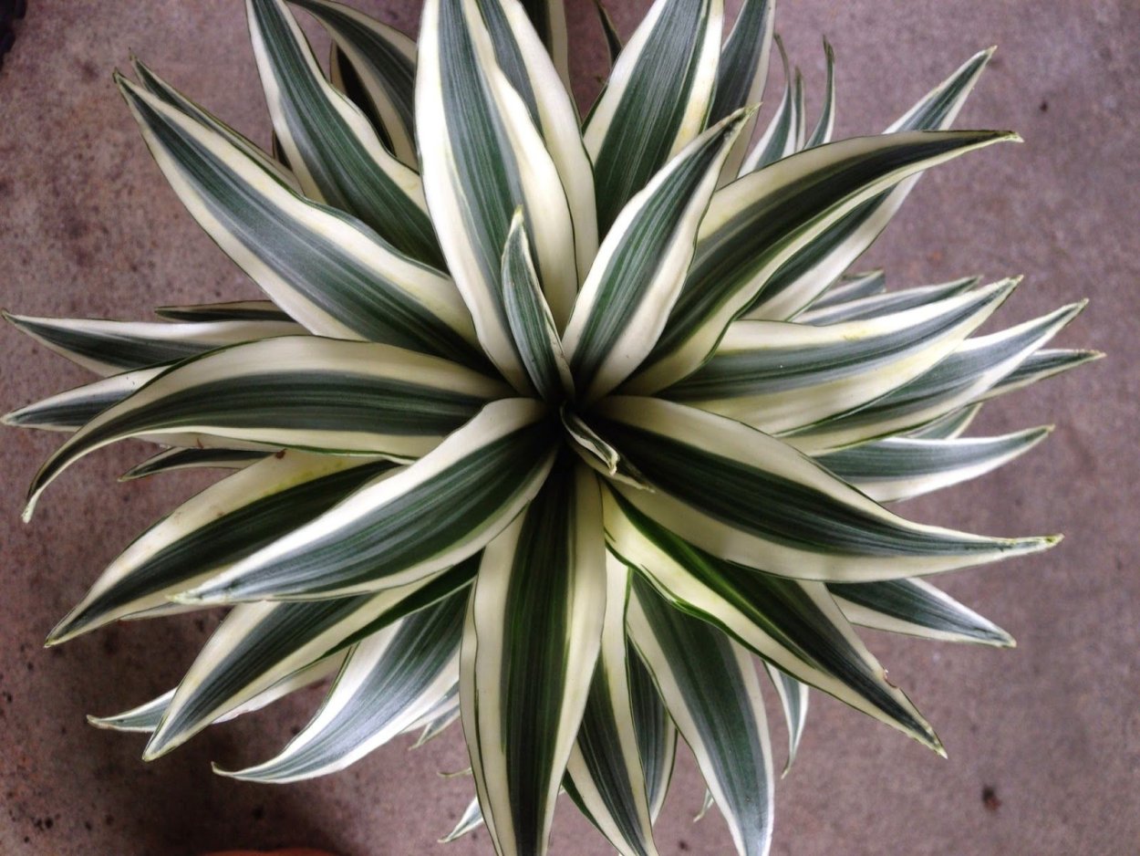 Драцена Драконий хвост