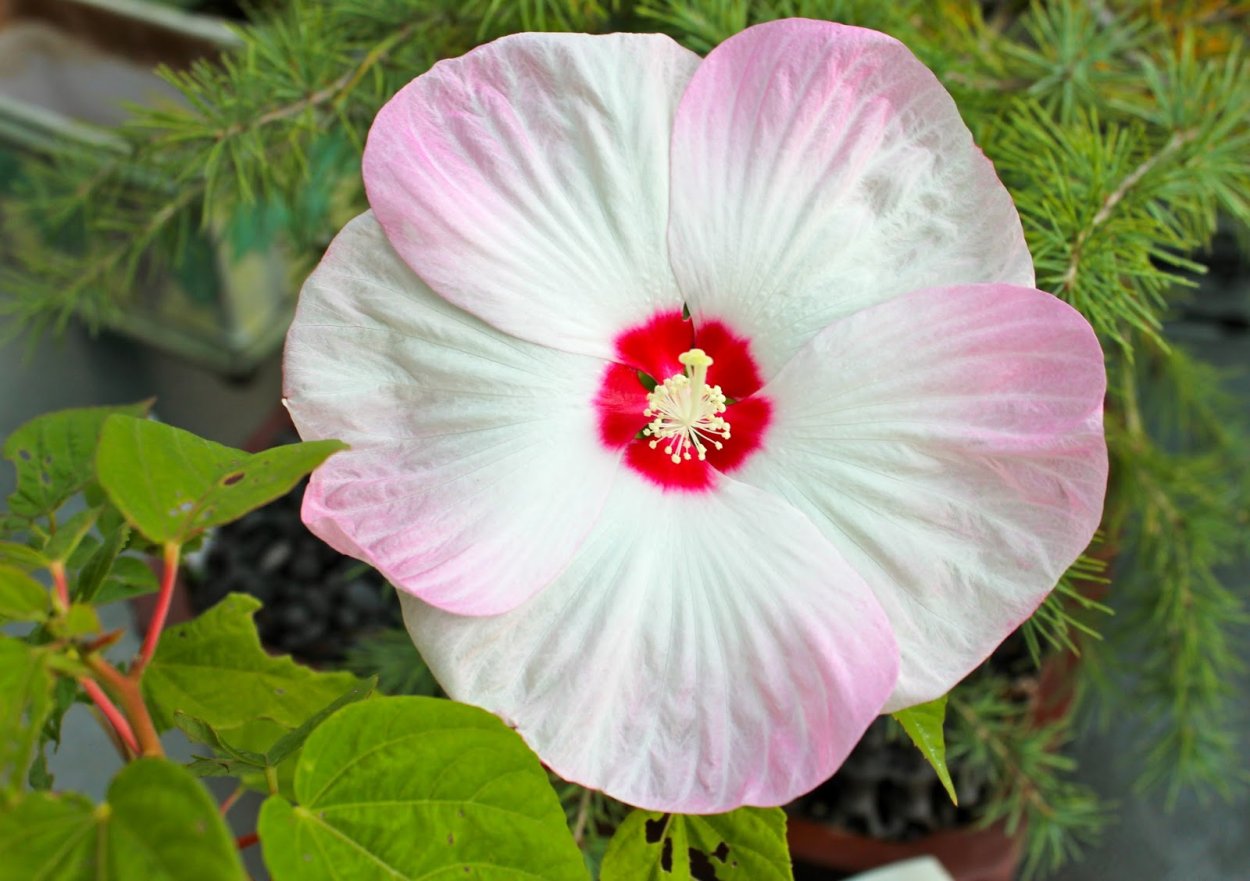 Гибискус Пинк Джайнт