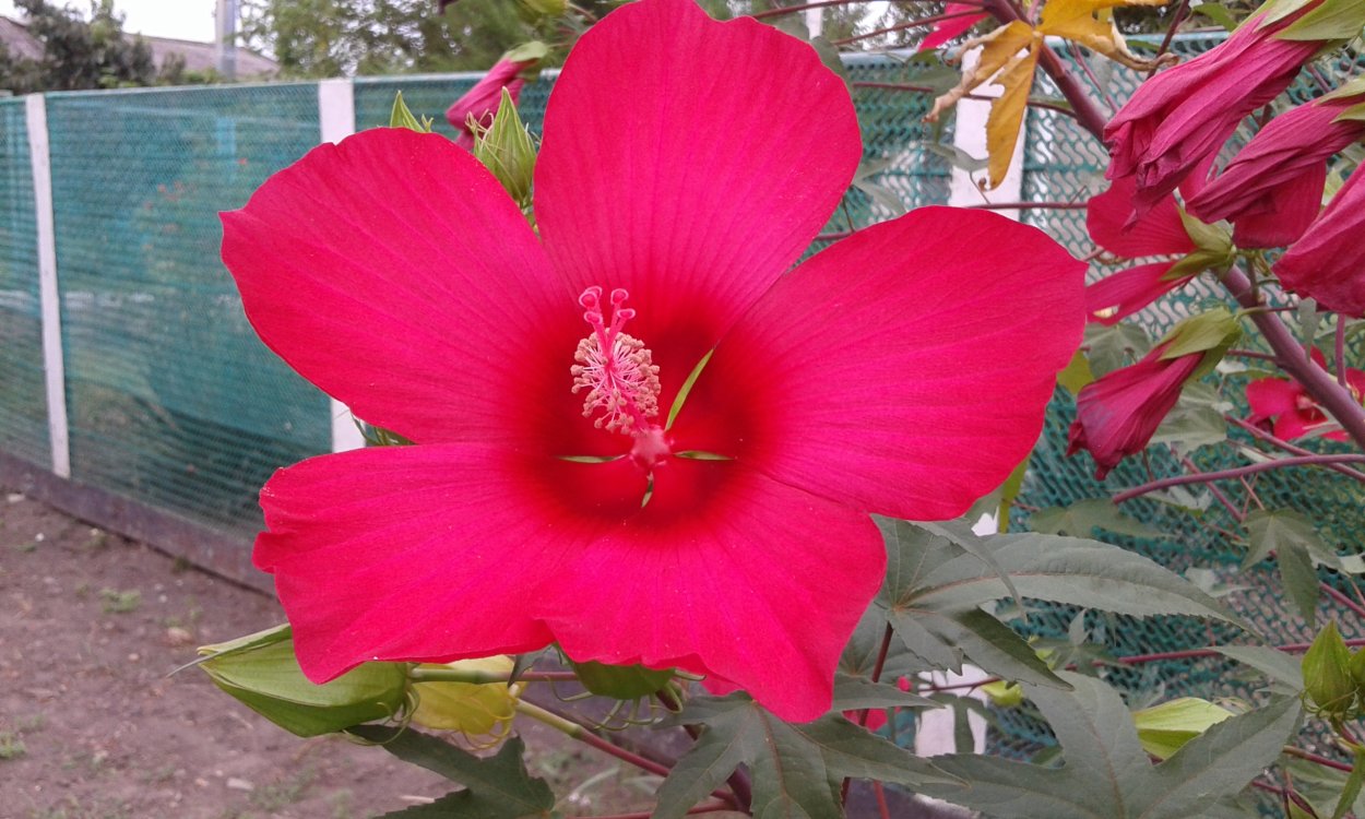 Гибискус садовый болотный