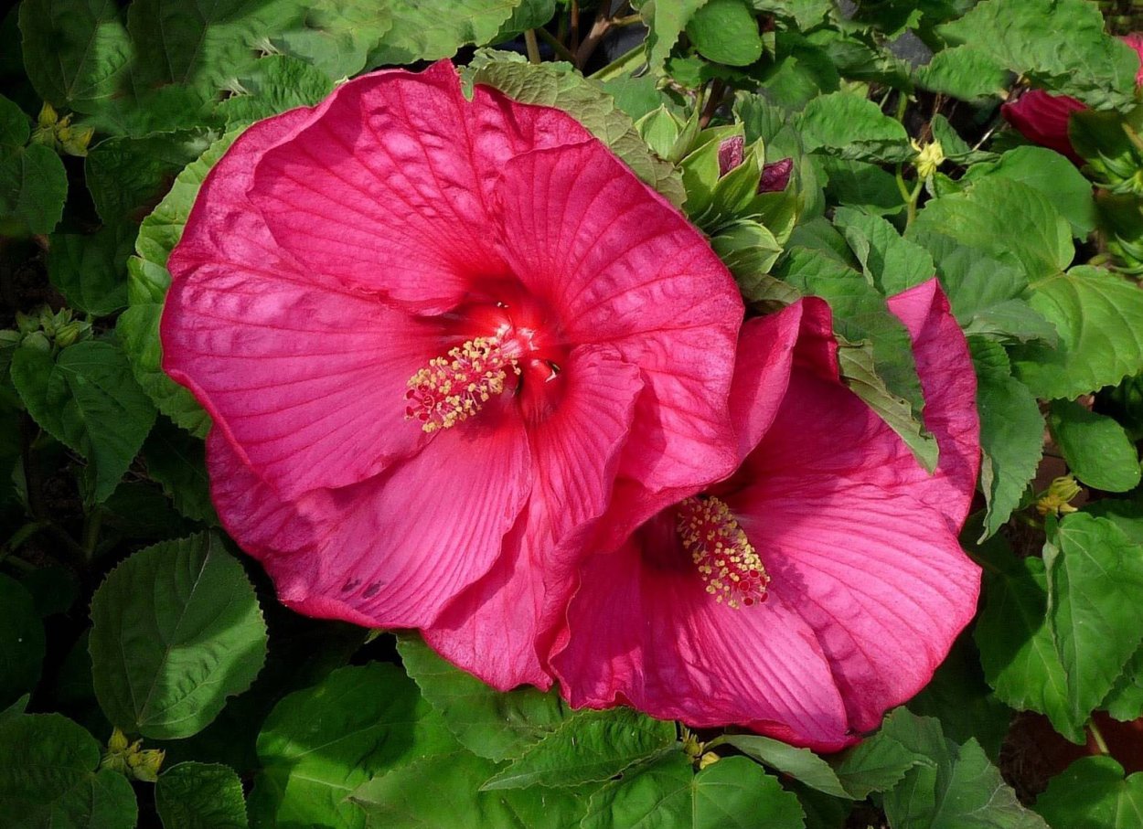 Гибискус травянистый болотный