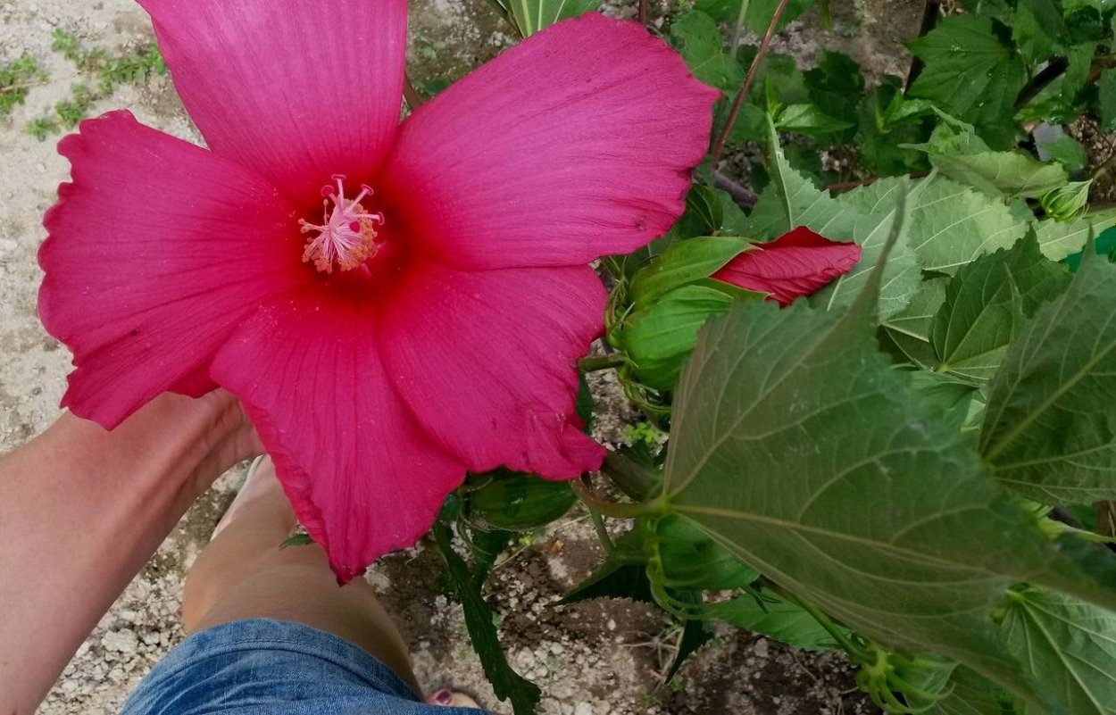 Гибискус травянистый болотный