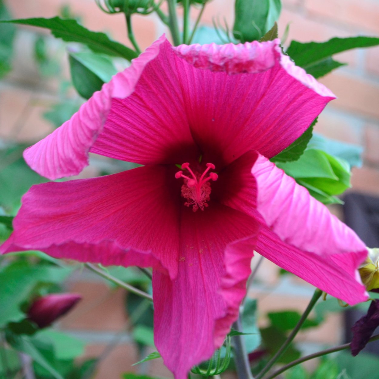 Гибискус болотный семена