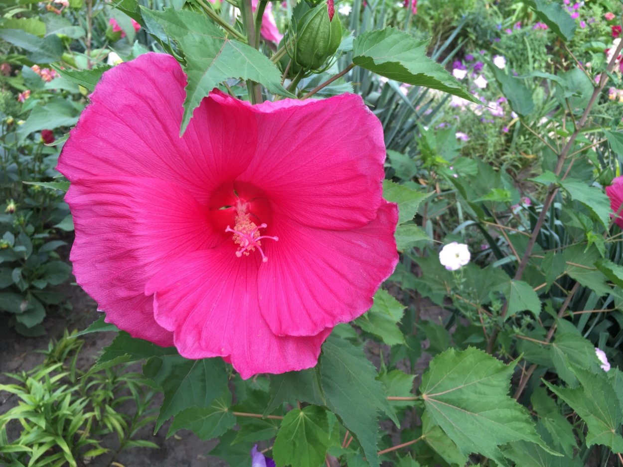 Гибискус травянистый красный