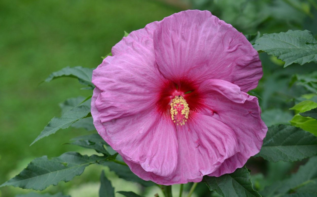 Гибискус травянистый блоссом