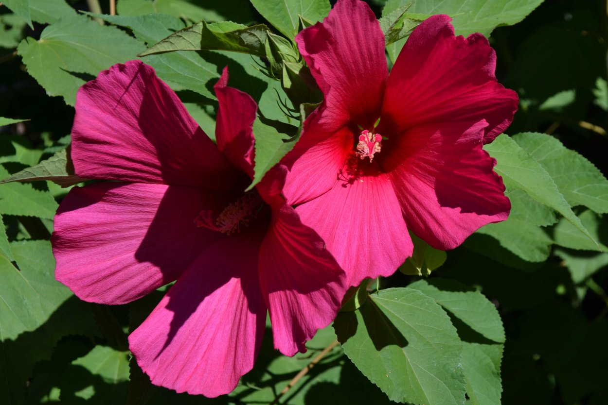 Гибискус огородный