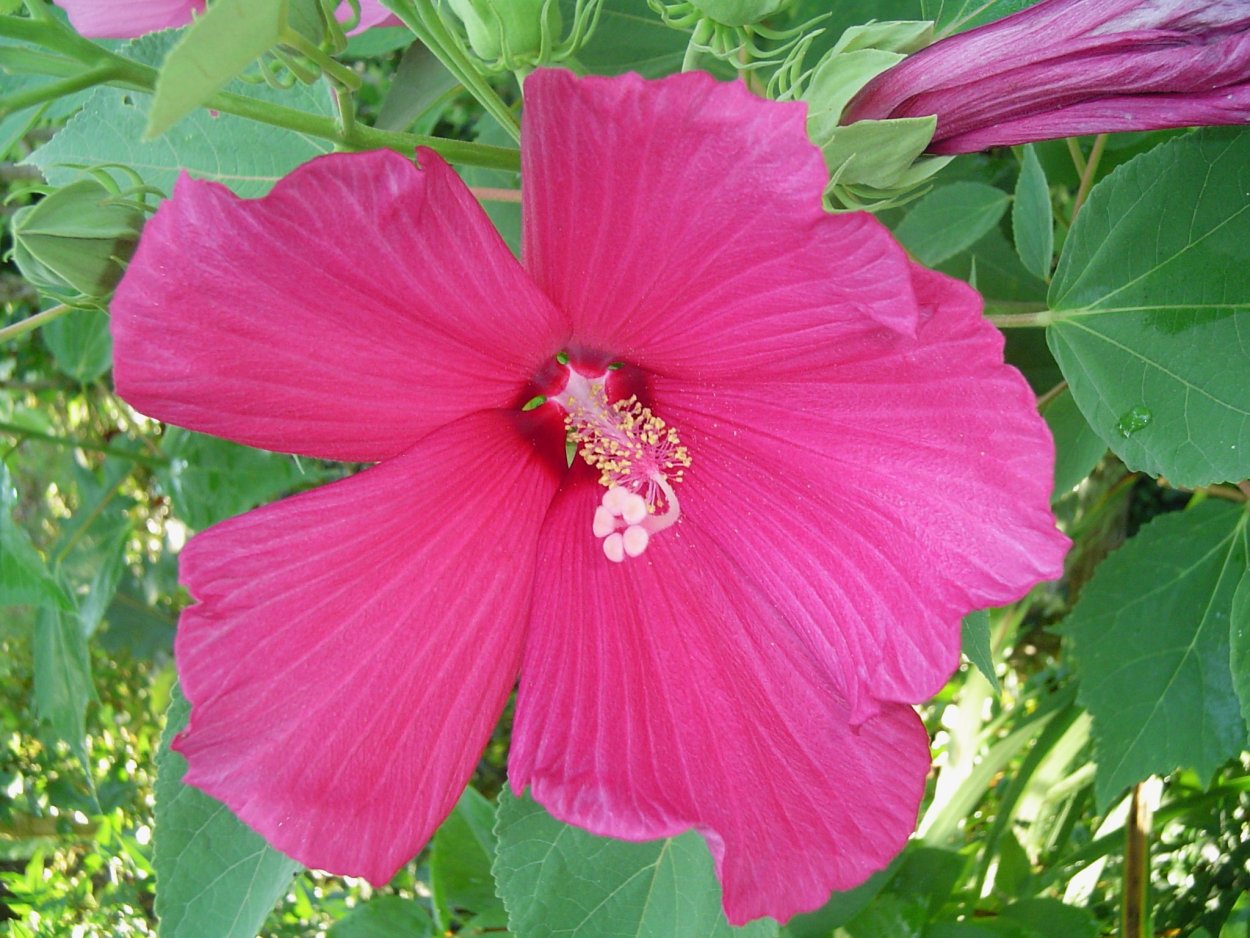 Каркаде гибискус суданская роза