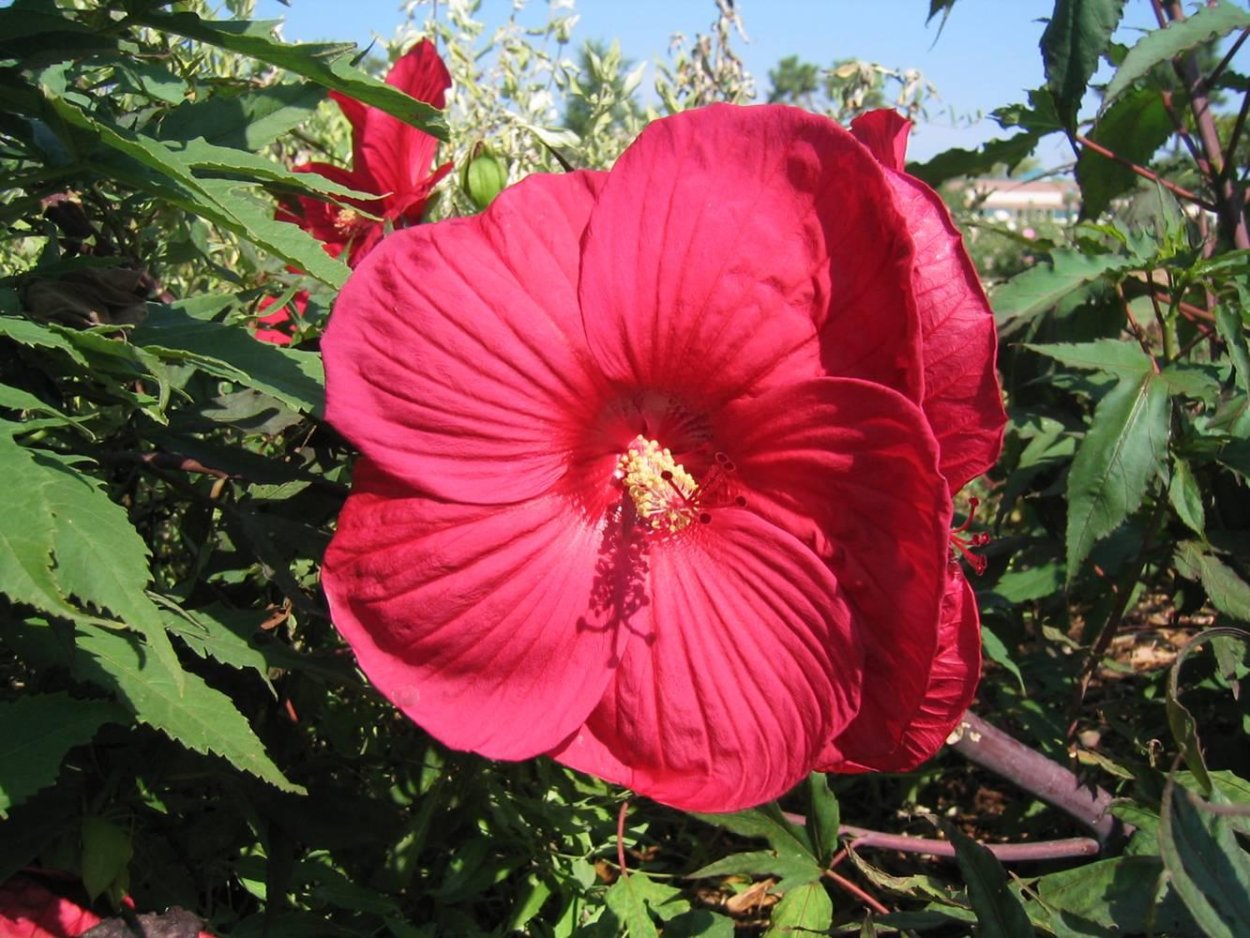 Гибискус Fantasia