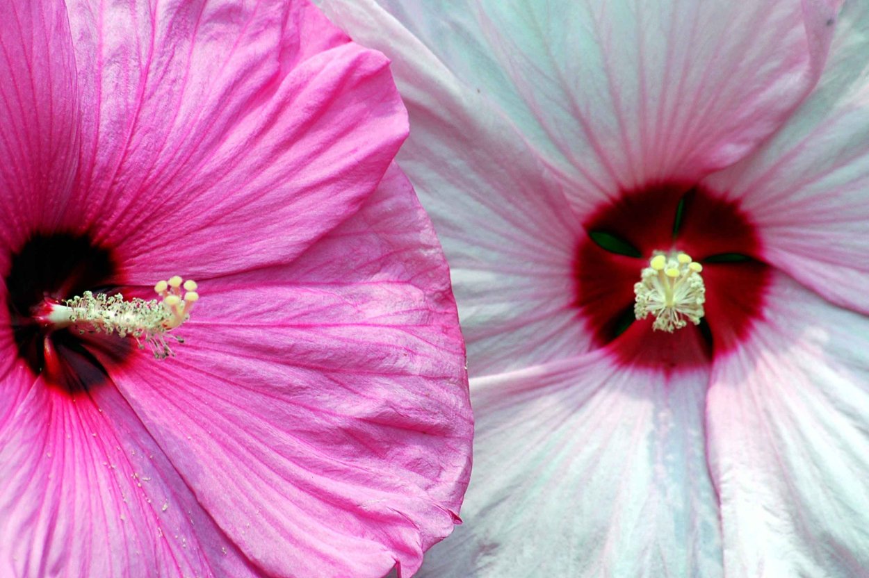 Тычинки гибискуса белые