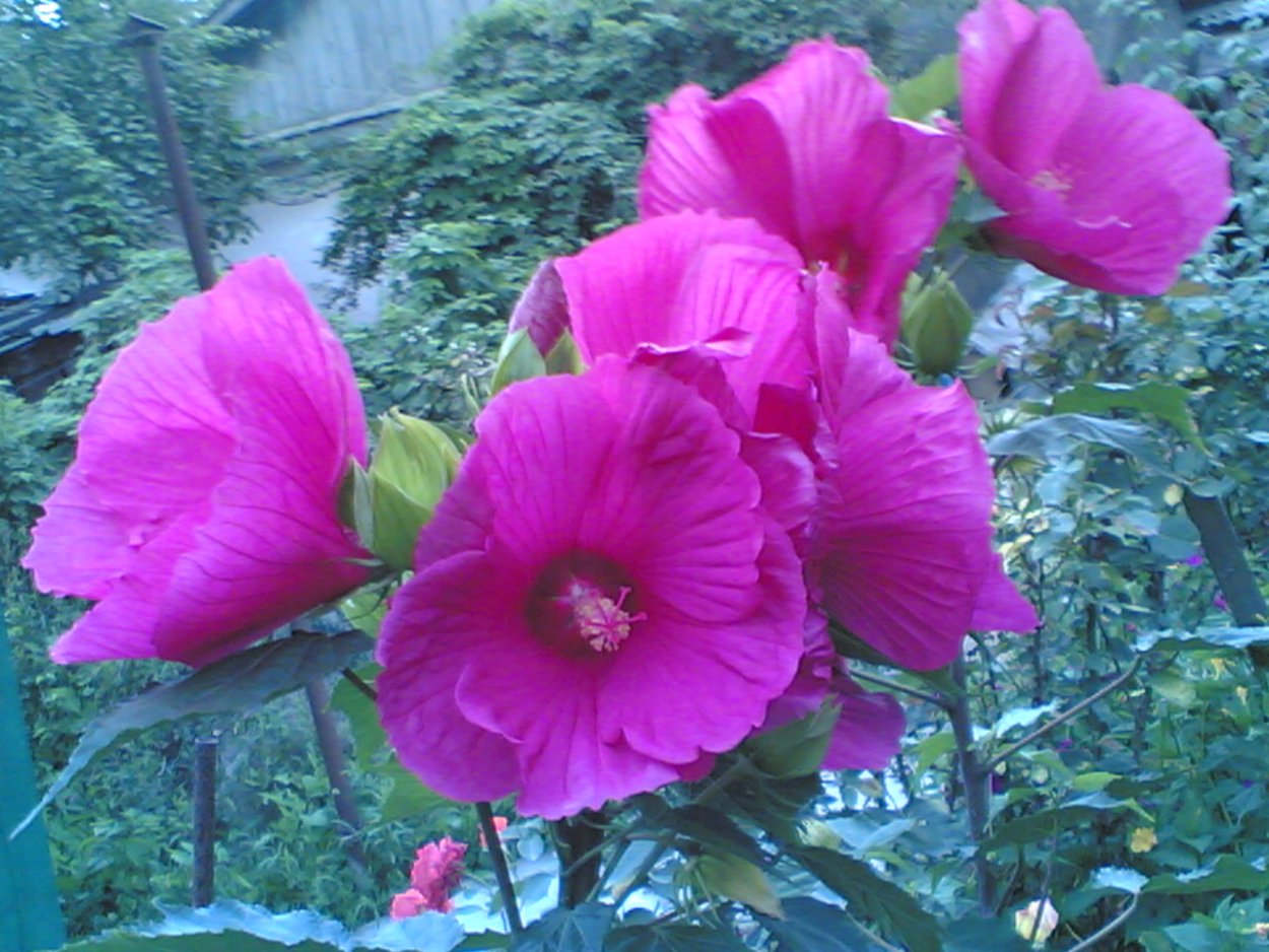 Гибискус Plum Crazy