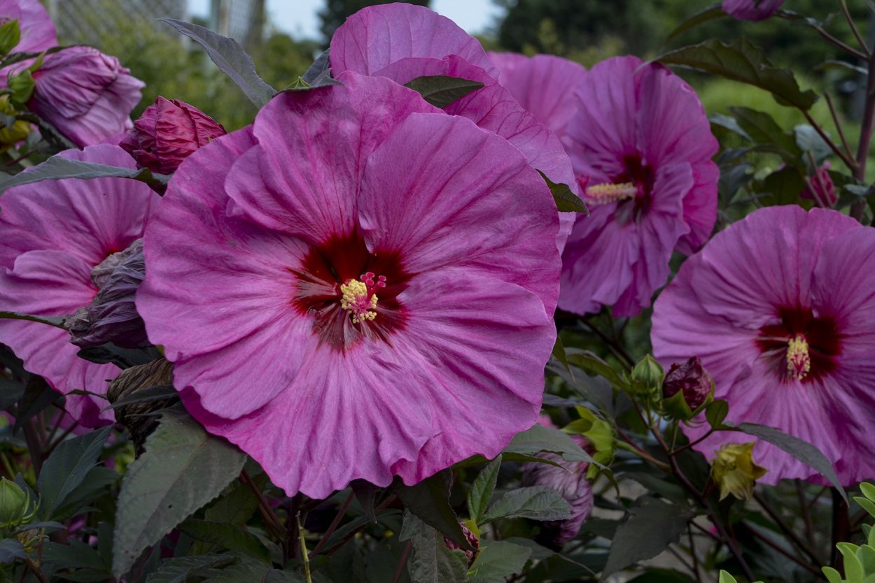 Гибискус Берри авесом