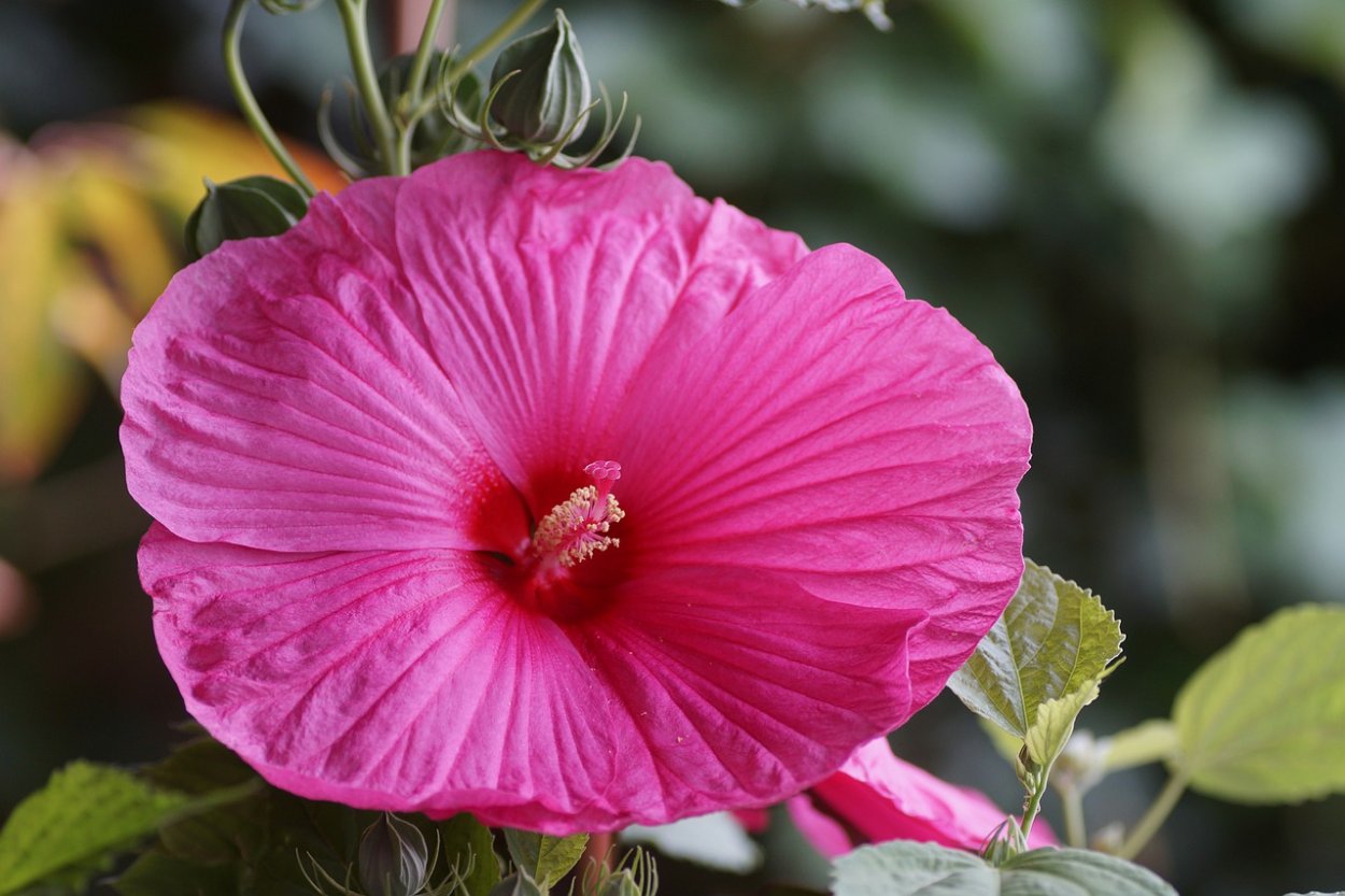 Гибискус травянистый