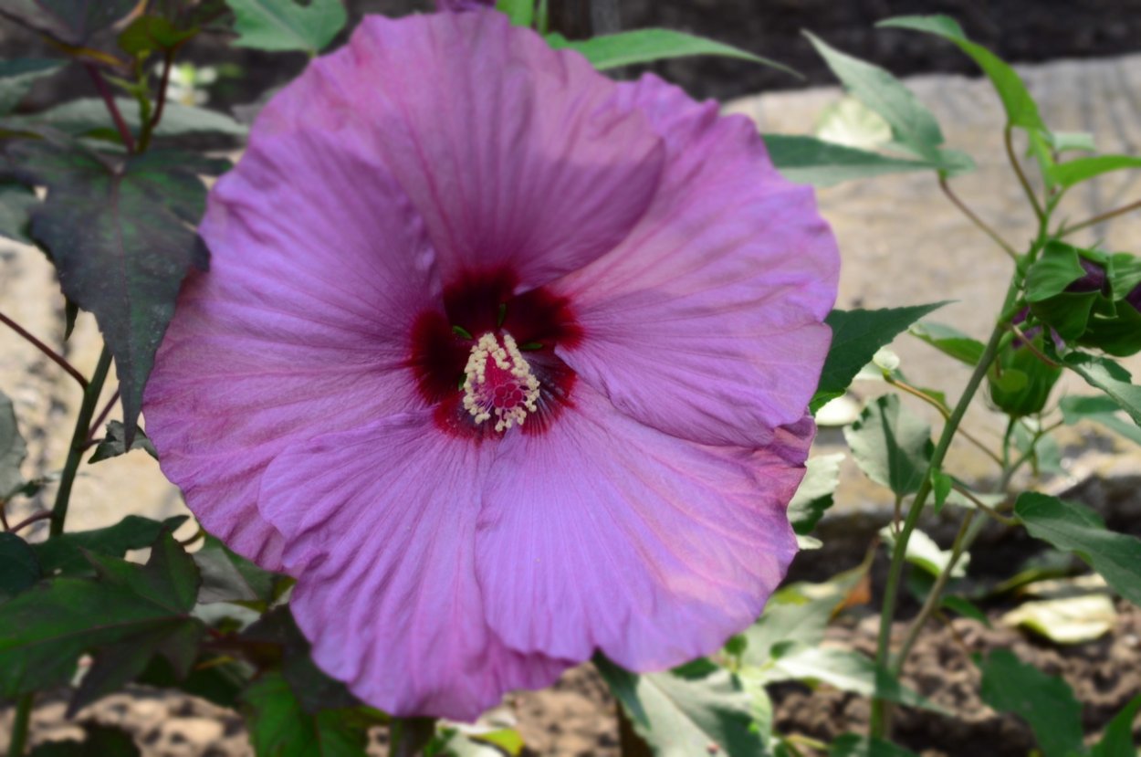 Гибискус болотный Луна