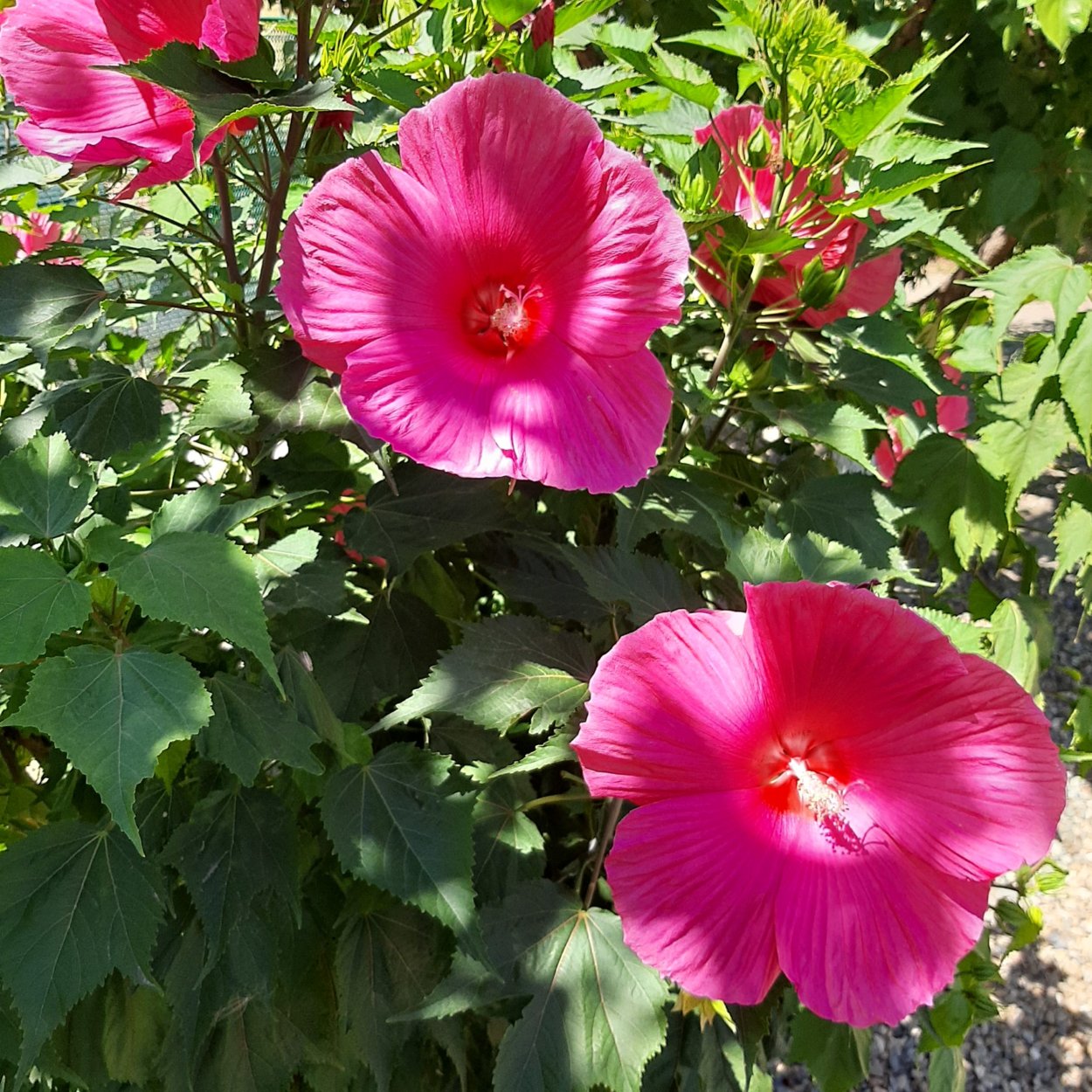 Гибискус Харди