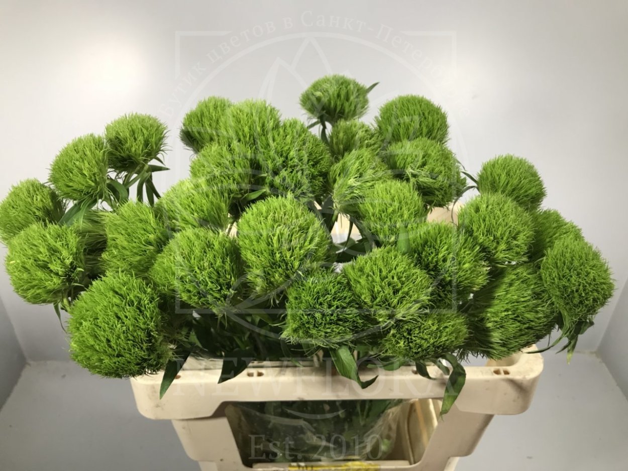 Диантус Грин трик