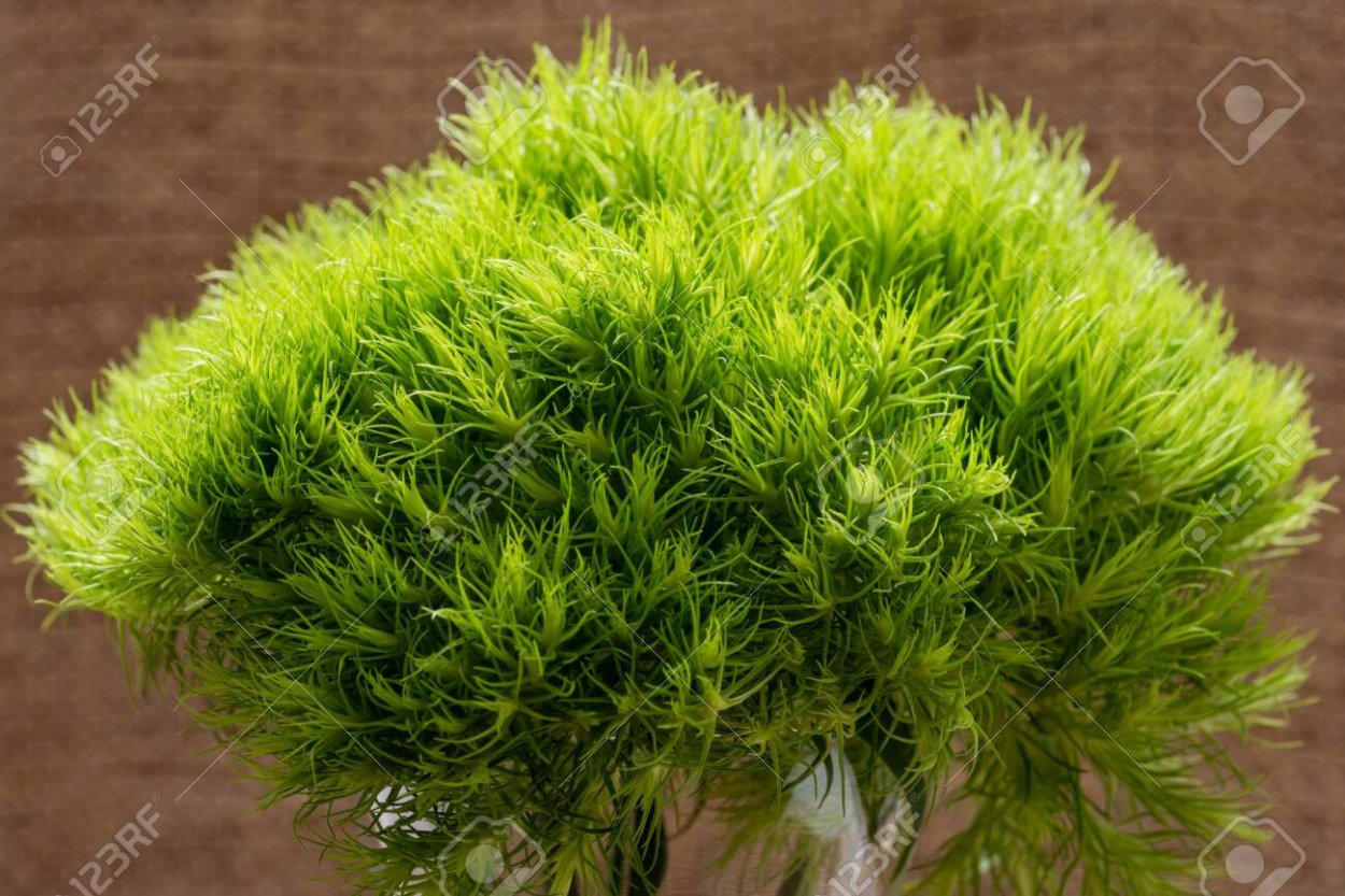 Барбатус Грин трик