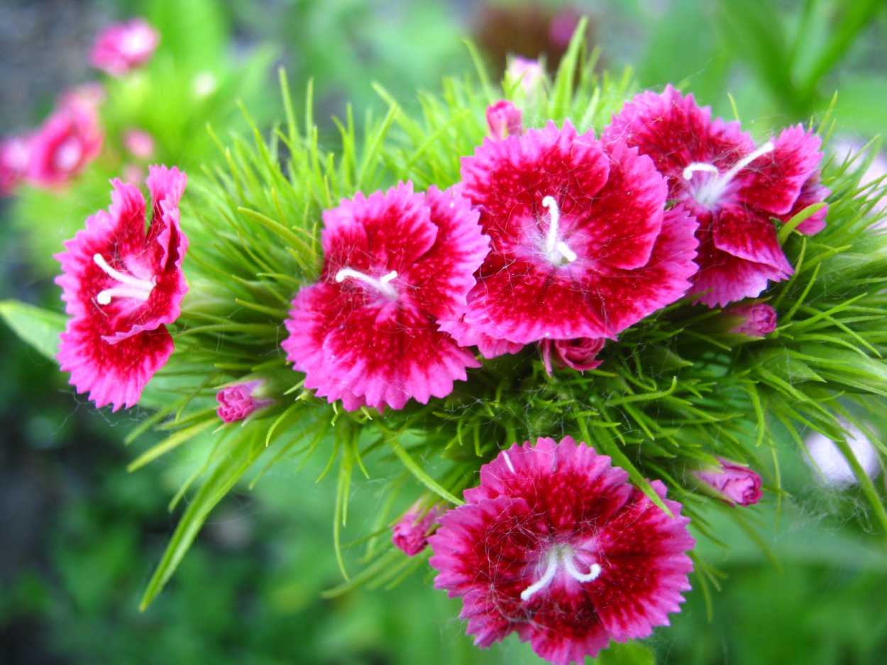 Гвоздика Диантус Барбатус