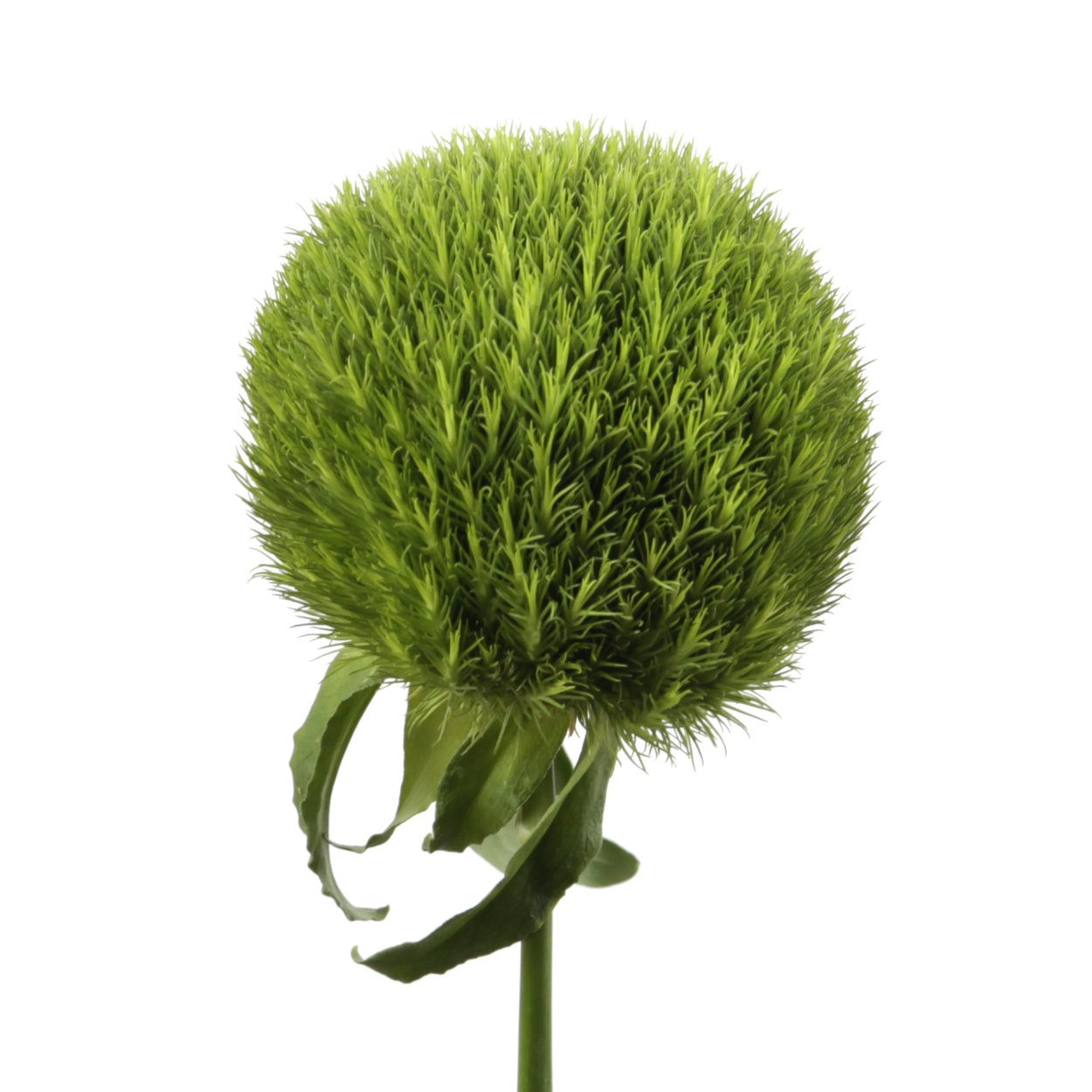 Писташ зелень для букетов