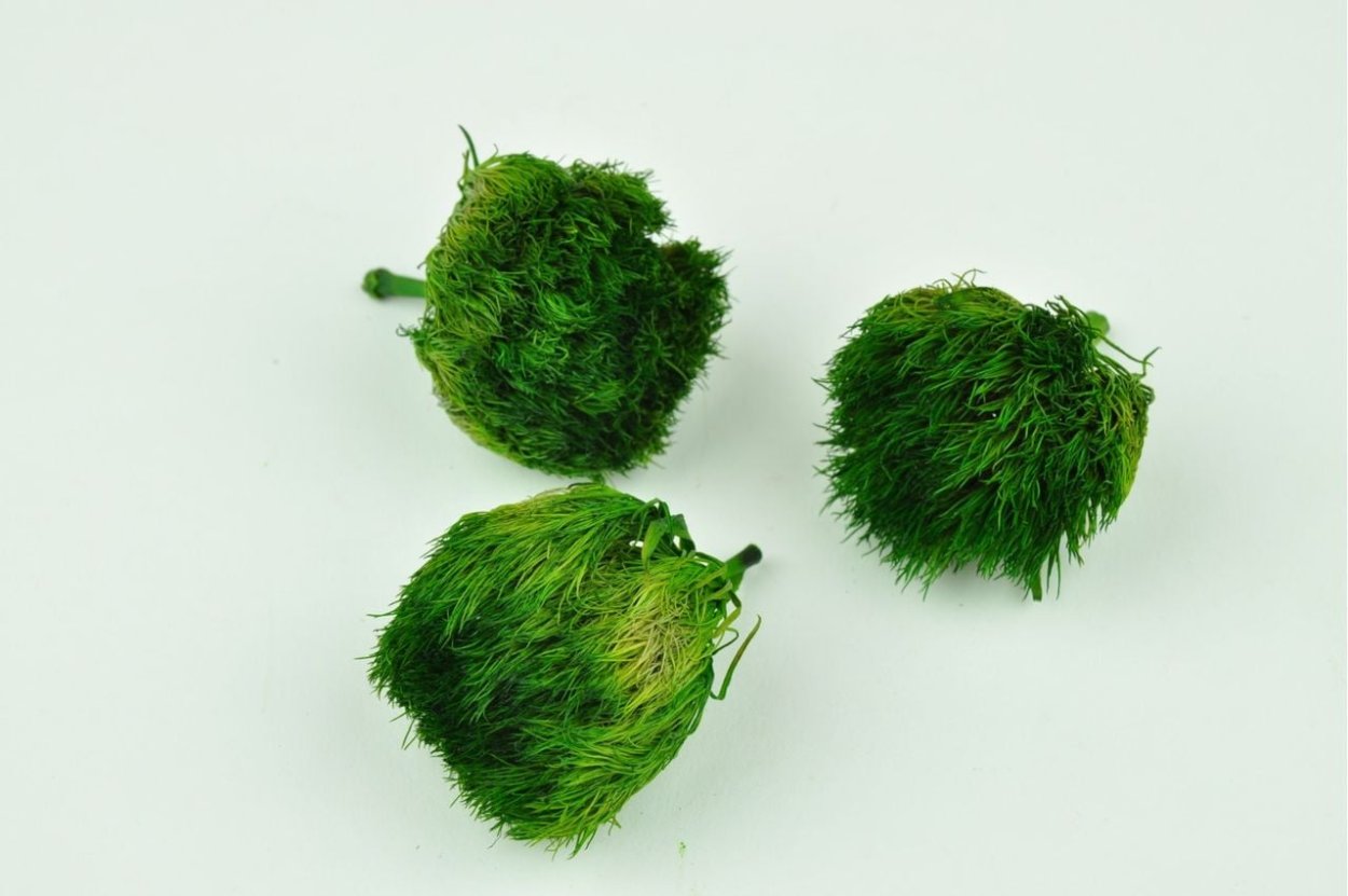 Гвоздика Грин трик