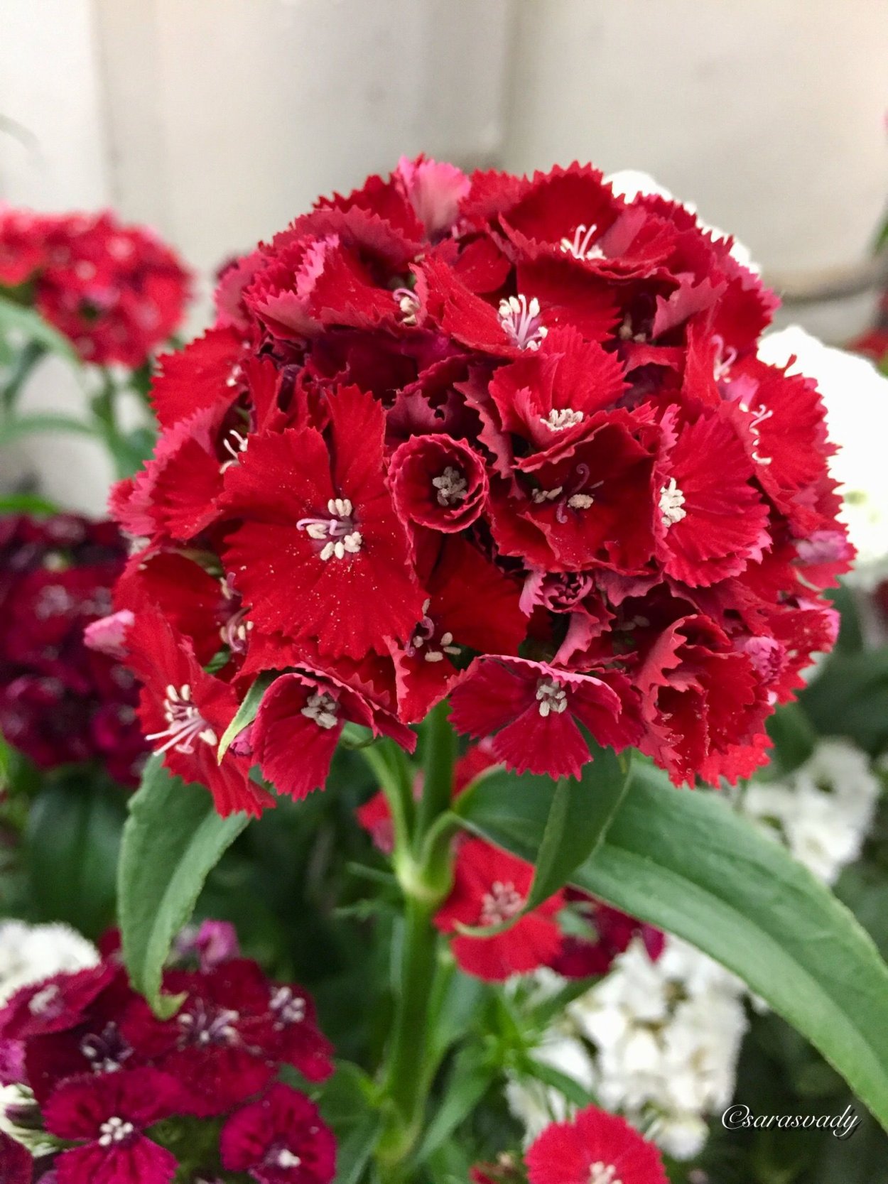 Диантус зеленый сорт